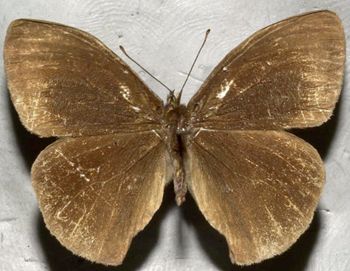 Media type: image;   Entomology 21989 Aspect: habitus dorsal view